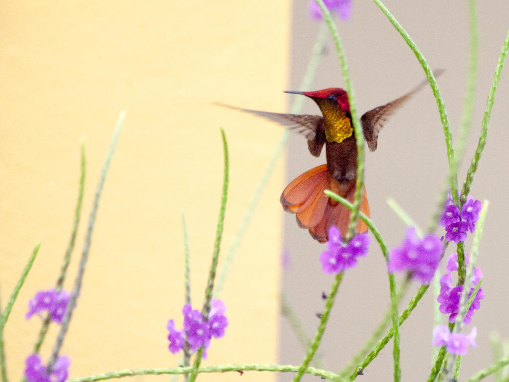 Wanapa Lodge Bonaire Bagian luar foto