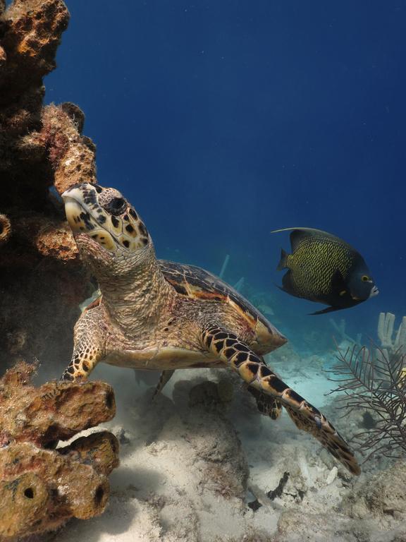 Wanapa Lodge Bonaire Bagian luar foto
