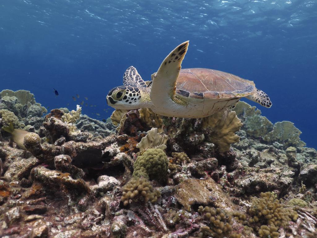 Wanapa Lodge Bonaire Bagian luar foto