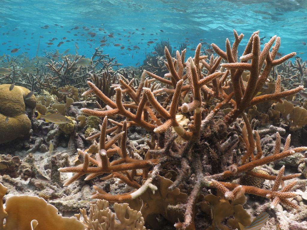 Wanapa Lodge Bonaire Bagian luar foto
