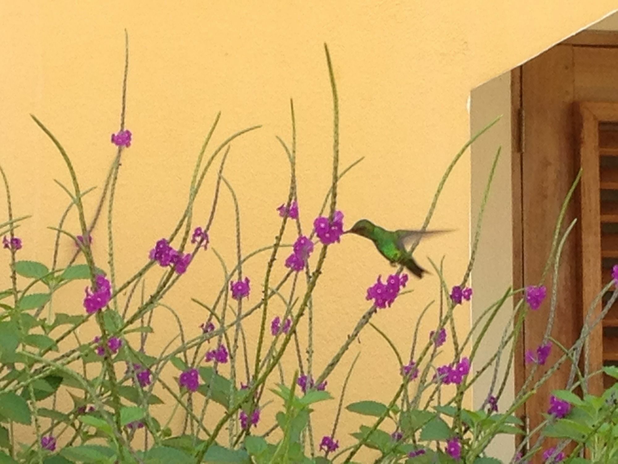 Wanapa Lodge Bonaire Bagian luar foto